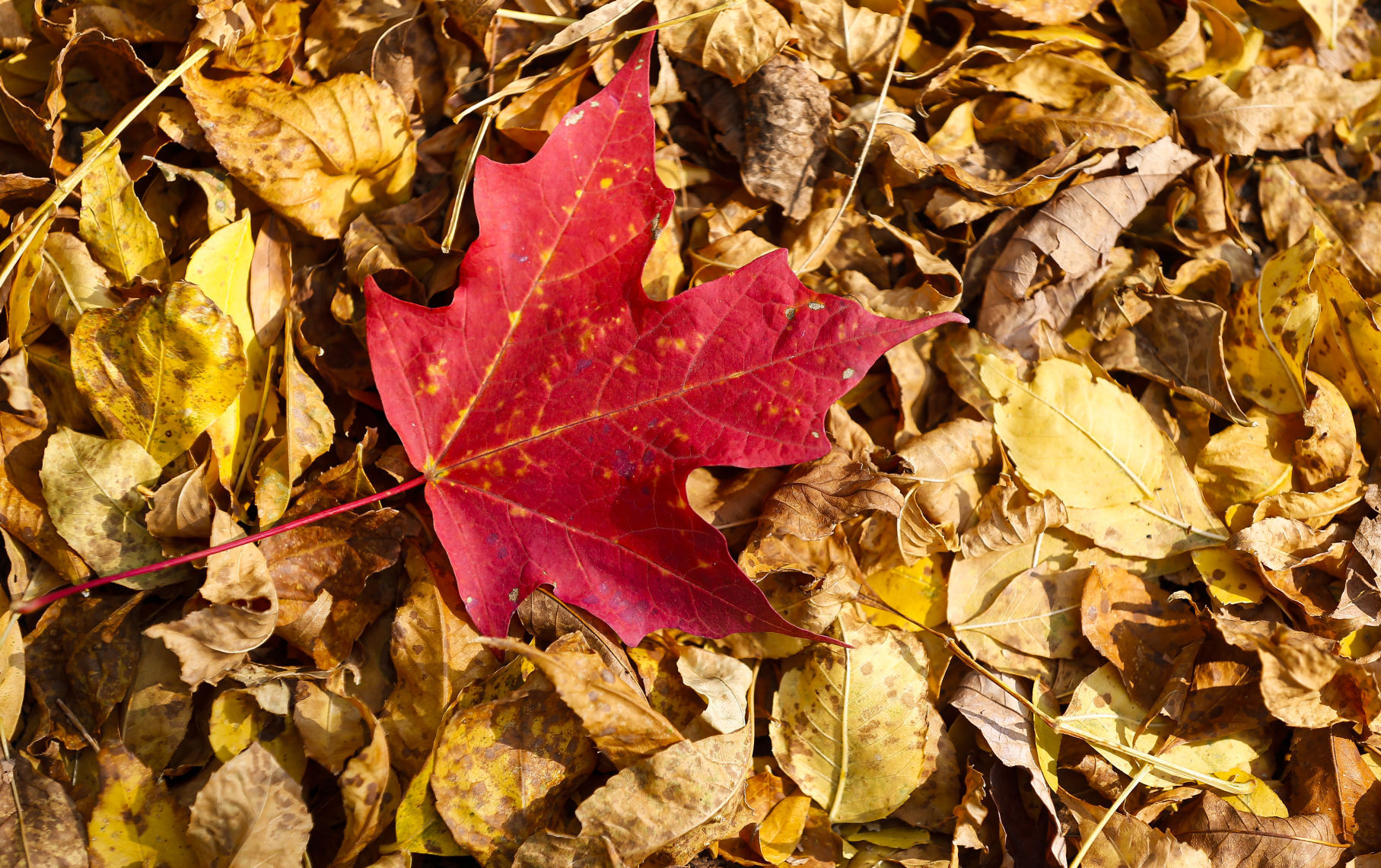 Fall Colors 6